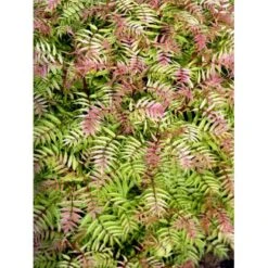 Tusindtop 'Sem' Sorbaria Sorbifolia 'Sem' Potte 6,5 Liter 60-80 Cm. -Sirius Butik mi16181 sorbus sorbaria sem 6754