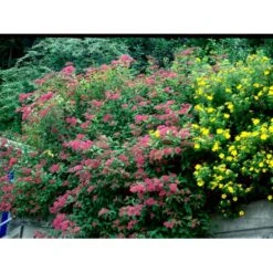 Spiræa 'Anthony Waterer' Spiraea X Bumalda 'Anthony Waterer' Potte 3,0 Liter,- 30-40 Cm. 7 Spiræa 'Anthony Waterer' Spiraea X Bumalda 'Anthony Waterer' Potte 3,0 Liter,- 30-40 Cm. -Sirius Butik mi16194 spiraea japonica anthony waterer 9039