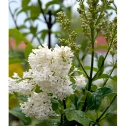 Preston Syrén 'Agnes Smith' Syringa 'Agnes Smith' Potte 4,0 Liter,- 50-60 Cm. -Sirius Butik mi16235 syringa agnes smith 3532