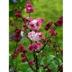 Preston Syren 'Miss Canada' Syringa Prestoniae 'Miss Canada' Potte 4,0 Liter,- 50-60 Cm. 8 Preston Syren 'Miss Canada' Syringa Prestoniae 'Miss Canada' Potte 4,0 Liter,- 50-60 Cm. -Sirius Butik mi16259 syringa miss canada 4e85