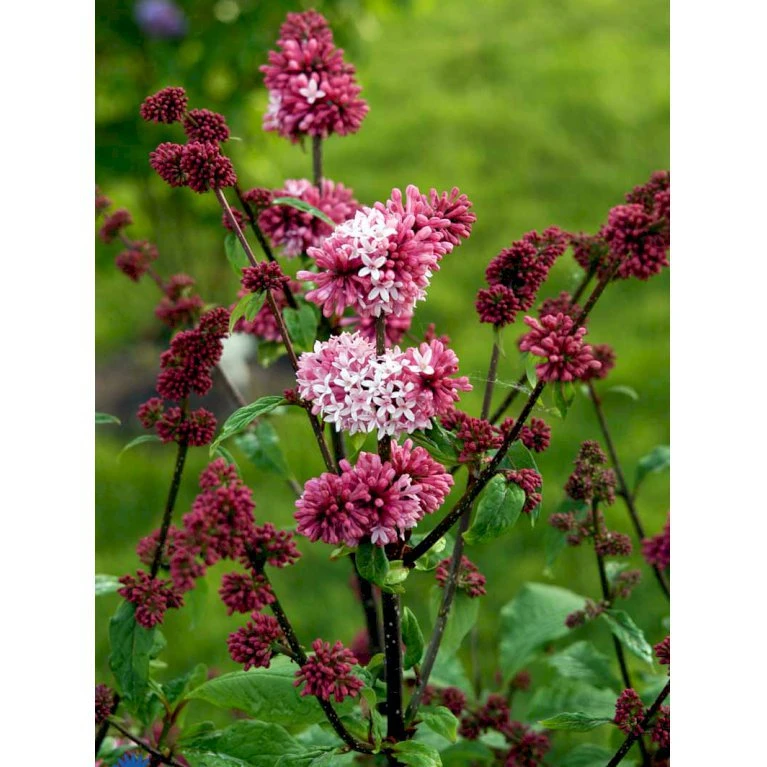 Preston Syren 'Miss Canada' Syringa Prestoniae 'Miss Canada' Potte 4,0 Liter,- 50-60 Cm. 4 Preston Syren 'Miss Canada' Syringa Prestoniae 'Miss Canada' Potte 4,0 Liter,- 50-60 Cm. - Billede 4