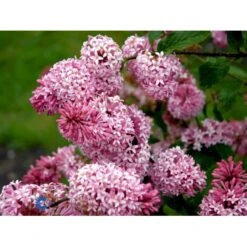 Preston Syren 'Miss Canada' Syringa Prestoniae 'Miss Canada' Potte 4,0 Liter,- 50-60 Cm. 7 Preston Syren 'Miss Canada' Syringa Prestoniae 'Miss Canada' Potte 4,0 Liter,- 50-60 Cm. -Sirius Butik mi16259 syringa miss canada 88f5