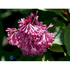 Preston Syren 'Miss Canada' Syringa Prestoniae 'Miss Canada' Potte 4,0 Liter,- 50-60 Cm. 9 Preston Syren 'Miss Canada' Syringa Prestoniae 'Miss Canada' Potte 4,0 Liter,- 50-60 Cm. -Sirius Butik mi16259 syringa miss canada f086