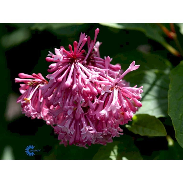 Preston Syren 'Miss Canada' Syringa Prestoniae 'Miss Canada' Potte 4,0 Liter,- 50-60 Cm. 5 Preston Syren 'Miss Canada' Syringa Prestoniae 'Miss Canada' Potte 4,0 Liter,- 50-60 Cm. - Billede 5