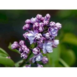 'Michel Büchner' Syringa Vul. 'Michel Büchner' (storblomstrende) Med Klump,- 150-175 Cm. -Sirius Butik mi16316 syringa vulgaris michel buchner 180e