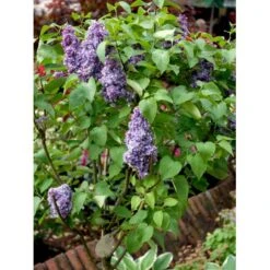 'Michel Büchner' Syringa Vul. 'Michel Büchner' (storblomstrende) Med Klump,- 150-175 Cm. -Sirius Butik mi16316 syringa vulgaris michel buchner 2306