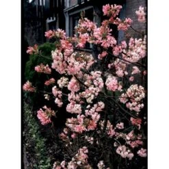Kejserbusk 'Charles Lamont' Viburnum X Bodnantense 'Charles Lamont' 5 Liter Potte 5 Kejserbusk 'Charles Lamont' Viburnum X Bodnantense 'Charles Lamont' 5 Liter Potte -Sirius Butik mi16388 viburnum bodnantense charles lamont eb1d