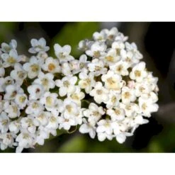 Duft-snebolle (vintergrøn) Viburnum X Burkwoodii Solitær Busk 150-175 Cm. Høj,- 100-150 Cm. Bred., Med Trådklump -Sirius Butik mi16391 viburnum burkwoodii 0e12