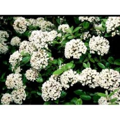 Duft-snebolle (vintergrøn) Viburnum X Burkwoodii Solitær Busk 150-175 Cm. Høj,- 100-150 Cm. Bred., Med Trådklump -Sirius Butik mi16391 viburnum burkwoodii 373e