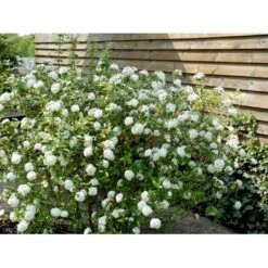 Duft-snebolle (vintergrøn) Viburnum X Burkwoodii Solitær Busk 150-175 Cm. Høj,- 100-150 Cm. Bred., Med Trådklump -Sirius Butik mi16391 viburnum burkwoodii 5078