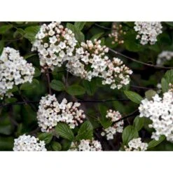Duft-snebolle (vintergrøn) Viburnum X Burkwoodii Solitær Busk 150-175 Cm. Høj,- 100-150 Cm. Bred., Med Trådklump -Sirius Butik mi16391 viburnum burkwoodii 64ff