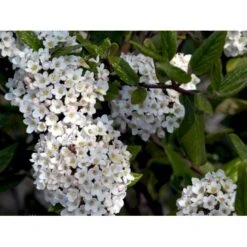 Duft-snebolle (vintergrøn) Viburnum X Burkwoodii Solitær Busk 150-175 Cm. Høj,- 100-150 Cm. Bred., Med Trådklump -Sirius Butik mi16391 viburnum burkwoodii d3c0