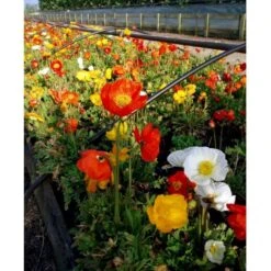 Sibirisk Valmue Papaver Nudicaule 'Gartenzwerg' 10 Cm. Potte -Sirius Butik mi1640 papaver nudicaule gartenzwerg 3b07