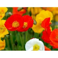 Sibirisk Valmue Papaver Nudicaule 'Gartenzwerg' 10 Cm. Potte -Sirius Butik mi1640 papaver nudicaule gartenzwerg e152