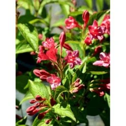 Klokkebusk 'Bristol Ruby' Weigela Hybrid 'Bristol Ruby' Potte 2,0 Liter,- 40-60 Cm. -Sirius Butik mi16429 weigela bristol ruby 61ec