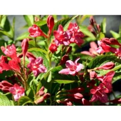 Klokkebusk 'Bristol Ruby' Weigela Hybrid 'Bristol Ruby' Potte 2,0 Liter,- 40-60 Cm. -Sirius Butik mi16429 weigela bristol ruby d2cc