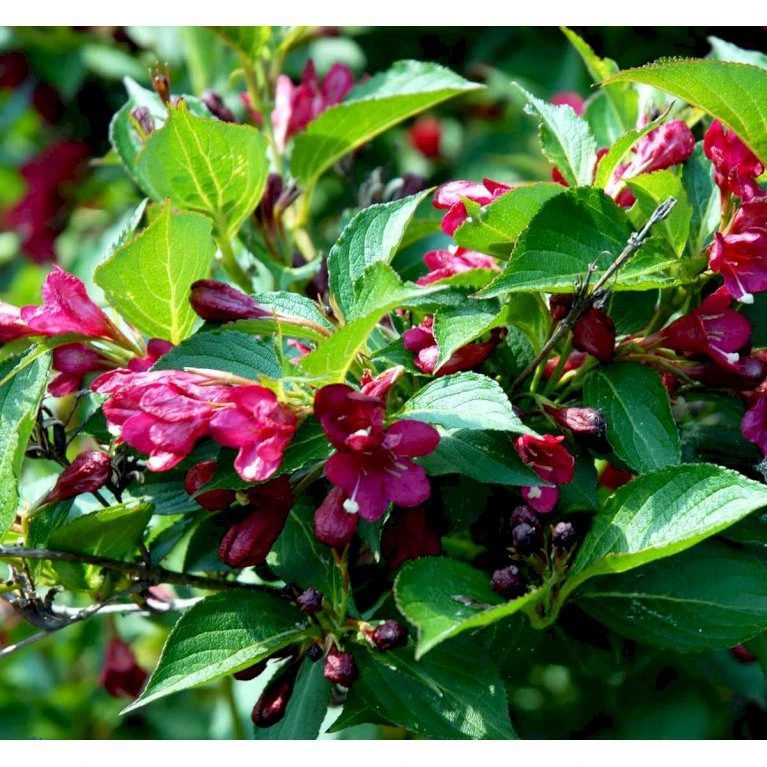 Klokkebusk 'Eva Rathke' Weigela Hybrid 'Eva Rathke' Med Klump,- 125-150 Cm. 2 Klokkebusk 'Eva Rathke' Weigela Hybrid 'Eva Rathke' Med Klump,- 125-150 Cm. - Billede 2