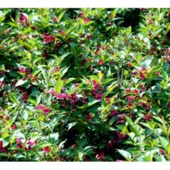 Klokkebusk 'Eva Rathke' Weigela Hybrid 'Eva Rathke' Med Klump,- 125-150 Cm.