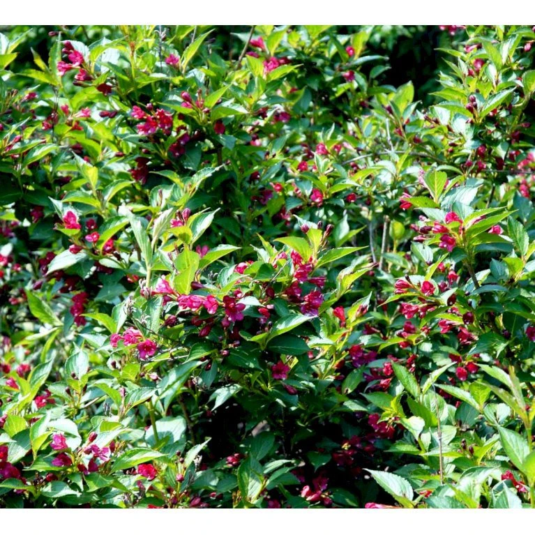 Klokkebusk 'Eva Rathke' Weigela Hybrid 'Eva Rathke' Med Klump,- 125-150 Cm. 1 Klokkebusk 'Eva Rathke' Weigela Hybrid 'Eva Rathke' Med Klump,- 125-150 Cm.