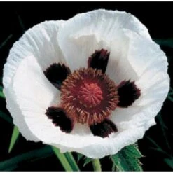 Kæmpevalmue Papaver Orientale 'Royal Wedding' 1 Liter Potte 5 Kæmpevalmue Papaver Orientale 'Royal Wedding' 1 Liter Potte -Sirius Butik mi1643 papaver orientale royal wedding 412f