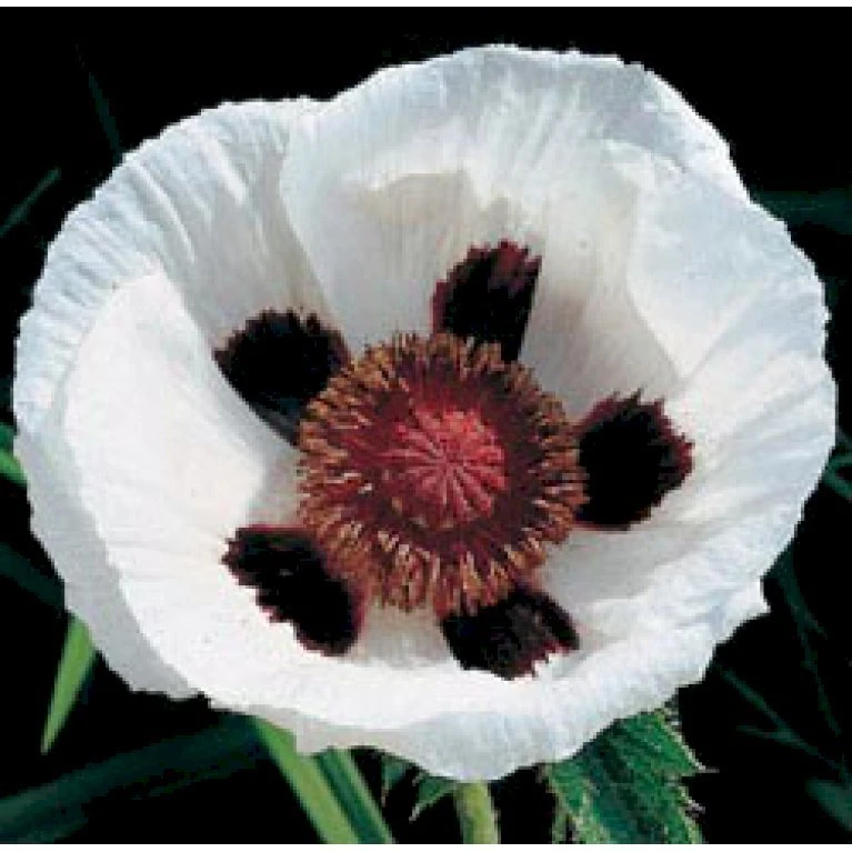 Kæmpevalmue Papaver Orientale 'Royal Wedding' 1 Liter Potte 3 Kæmpevalmue Papaver Orientale 'Royal Wedding' 1 Liter Potte - Billede 3