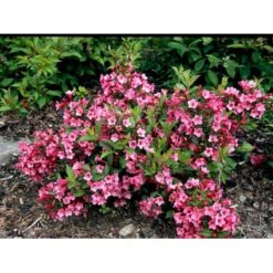 Klokkebusk 'Minuet' Weigela Hybrid 'Minuet' Potte 2,0 Liter,- 30-40 Cm. -Sirius Butik mi16455 weigela minuet 241d