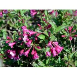 Klokkebusk 'Minuet' Weigela Hybrid 'Minuet' Potte 2,0 Liter,- 30-40 Cm. -Sirius Butik mi16455 weigela minuet b61b