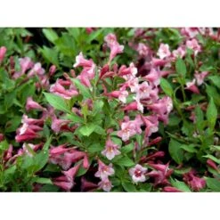 Klokkebusk 'Minuet' Weigela Hybrid 'Minuet' Potte 2,0 Liter,- 30-40 Cm. -Sirius Butik mi16455 weigela minuet bd66