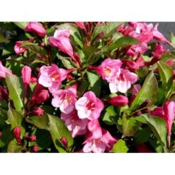 Klokkebusk 'Minuet' Weigela Hybrid 'Minuet' Potte 2,0 Liter,- 30-40 Cm. -Sirius Butik mi16455 weigela minuet d8fd