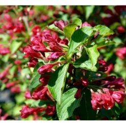 Klokkebusk 'Red Prince' Weigela Hybrid 'Red Prince' Potte 2,0 Liter,- 40-60 Cm. -Sirius Butik mi16466 weigela red prince 31b7