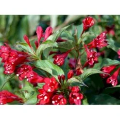 Klokkebusk 'Red Prince' Weigela Hybrid 'Red Prince' Potte 2,0 Liter,- 40-60 Cm. -Sirius Butik mi16466 weigela red prince 7dbb