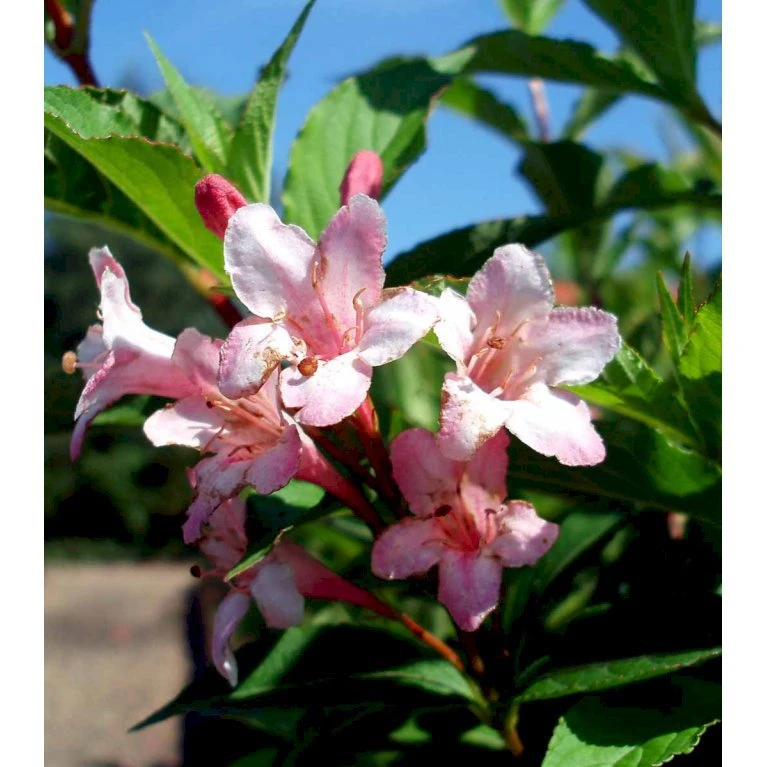 Klokkebusk 'Styriaca' Weigela Hybrid 'Styriaca' Potte 6,5 Liter 60-80 Cm. 4 Klokkebusk 'Styriaca' Weigela Hybrid 'Styriaca' Potte 6,5 Liter 60-80 Cm. - Billede 4