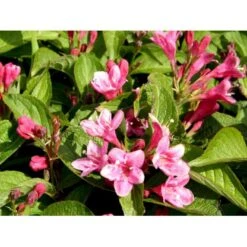 Klokkebusk 'Styriaca' Weigela Hybrid 'Styriaca' Potte 6,5 Liter 60-80 Cm. 7 Klokkebusk 'Styriaca' Weigela Hybrid 'Styriaca' Potte 6,5 Liter 60-80 Cm. -Sirius Butik mi16470 weigela styriaca 97f2