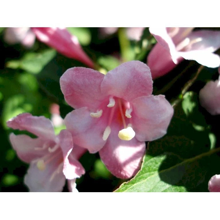 Klokkebusk 'Styriaca' Weigela Hybrid 'Styriaca' Potte 6,5 Liter 60-80 Cm. 5 Klokkebusk 'Styriaca' Weigela Hybrid 'Styriaca' Potte 6,5 Liter 60-80 Cm. - Billede 5