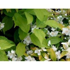 Uægte Jasmin 'Aureus' Philadelphus Caucasicus 'Aureus' 5 Liter Potte -Sirius Butik mi1652 philadelphus caucasicus aureus 45f3