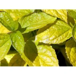 Uægte Jasmin 'Aureus' Philadelphus Caucasicus 'Aureus' 5 Liter Potte -Sirius Butik mi1652 philadelphus caucasicus aureus fa8c