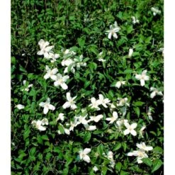 Uægte Jasmin 'Silberregen' Philadelphus Purpureomacu 'Silberregen' 3,5 Liter Potte 5 Uægte Jasmin 'Silberregen' Philadelphus Purpureomacu 'Silberregen' 3,5 Liter Potte -Sirius Butik mi1657 philadelphus purpureomacu silberregen 9557