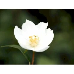 Uægte Jasmin 'Silberregen' Philadelphus Purpureomacu 'Silberregen' 3,5 Liter Potte