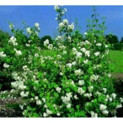 Uægte Jasmin 'Virginalis' Philadelphus 'Virginalis' Med Klump,- 150-175 Cm. -Sirius Butik mi1658 philadelphus virginalis cf29