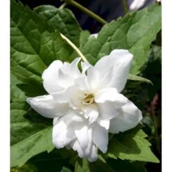 Uægte Jasmin 'Schneesturm' Philadelphus Virginalis 'Schneesturm' Med Klump,- 150-175 Cm. -Sirius Butik mi1660 philadelphus virginalis schneesturm d3a5