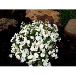 Pudefloks 'White Admiral' Phlox Douglasii 'White Admiral' 10 Cm. Potte