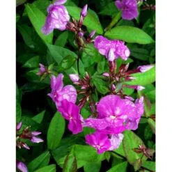 Høstfloks 'Amethyst' Phlox Paniculata 'Amethyst' Bakke Med 12 Stk. -Sirius Butik mi1666 phlox paniculata amethyst 563d