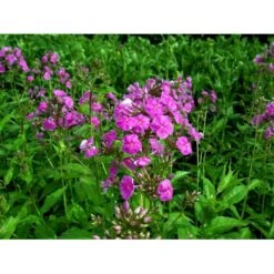 Høstfloks 'Amethyst' Phlox Paniculata 'Amethyst' Bakke Med 12 Stk. -Sirius Butik mi1666 phlox paniculata amethyst 75dc