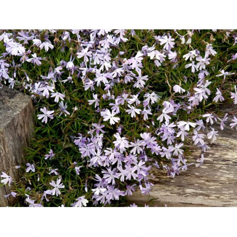 Lyngfloks 'Emerald Cushion Blue' Phlox Subulata 'Emerald Cushion Blue' 10 Cm. Potte 5 Lyngfloks 'Emerald Cushion Blue' Phlox Subulata 'Emerald Cushion Blue' 10 Cm. Potte - Billede 5