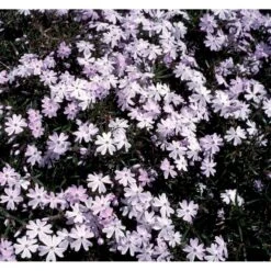 Lyngfloks 'Emerald Cushion Blue' Phlox Subulata 'Emerald Cushion Blue' 10 Cm. Potte 11 Lyngfloks 'Emerald Cushion Blue' Phlox Subulata 'Emerald Cushion Blue' 10 Cm. Potte -Sirius Butik mi1675 phlox subulata emerald cushion blue 9399