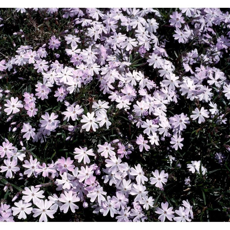 Lyngfloks 'Emerald Cushion Blue' Phlox Subulata 'Emerald Cushion Blue' 10 Cm. Potte 6 Lyngfloks 'Emerald Cushion Blue' Phlox Subulata 'Emerald Cushion Blue' 10 Cm. Potte - Billede 6