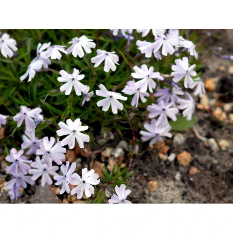 Lyngfloks 'Emerald Cushion Blue' Phlox Subulata 'Emerald Cushion Blue' 10 Cm. Potte 4 Lyngfloks 'Emerald Cushion Blue' Phlox Subulata 'Emerald Cushion Blue' 10 Cm. Potte - Billede 4