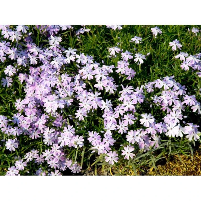 Lyngfloks 'Emerald Cushion Blue' Phlox Subulata 'Emerald Cushion Blue' 10 Cm. Potte 3 Lyngfloks 'Emerald Cushion Blue' Phlox Subulata 'Emerald Cushion Blue' 10 Cm. Potte - Billede 3
