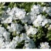 Lyngfloks 'Maischnee' Phlox Subulata 'Maischnee' 10 Cm. Potte