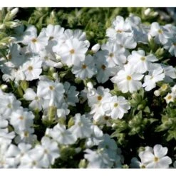 Lyngfloks 'Maischnee' Phlox Subulata 'Maischnee' 10 Cm. Potte
